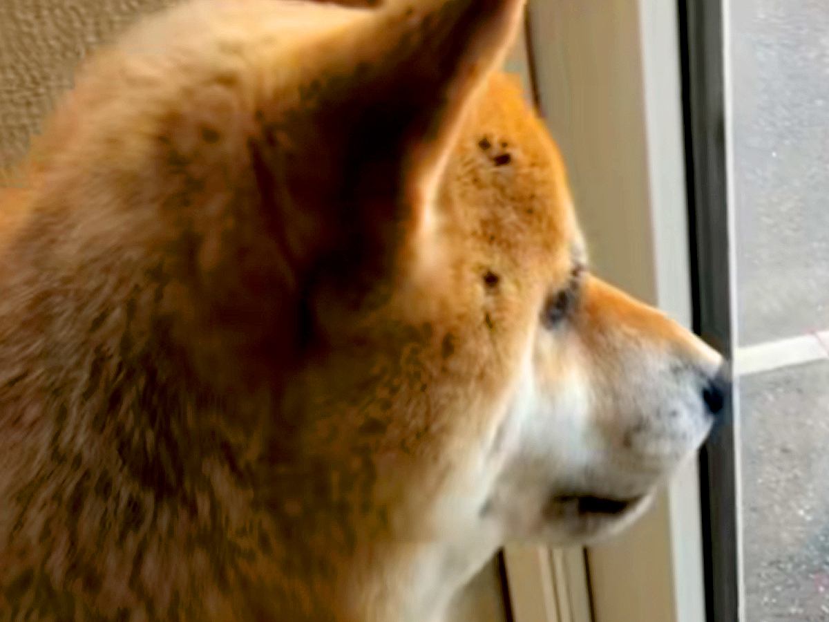 お姉ちゃんが大好きな犬→『内緒で帰省した』結果…サプライズで見せた『想像以上の尊い反応』が143万再生「心が真っすぐ」「泣けちゃう」