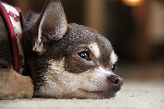 犬の喘息とは？その症状や原因、治療法・予防法まで