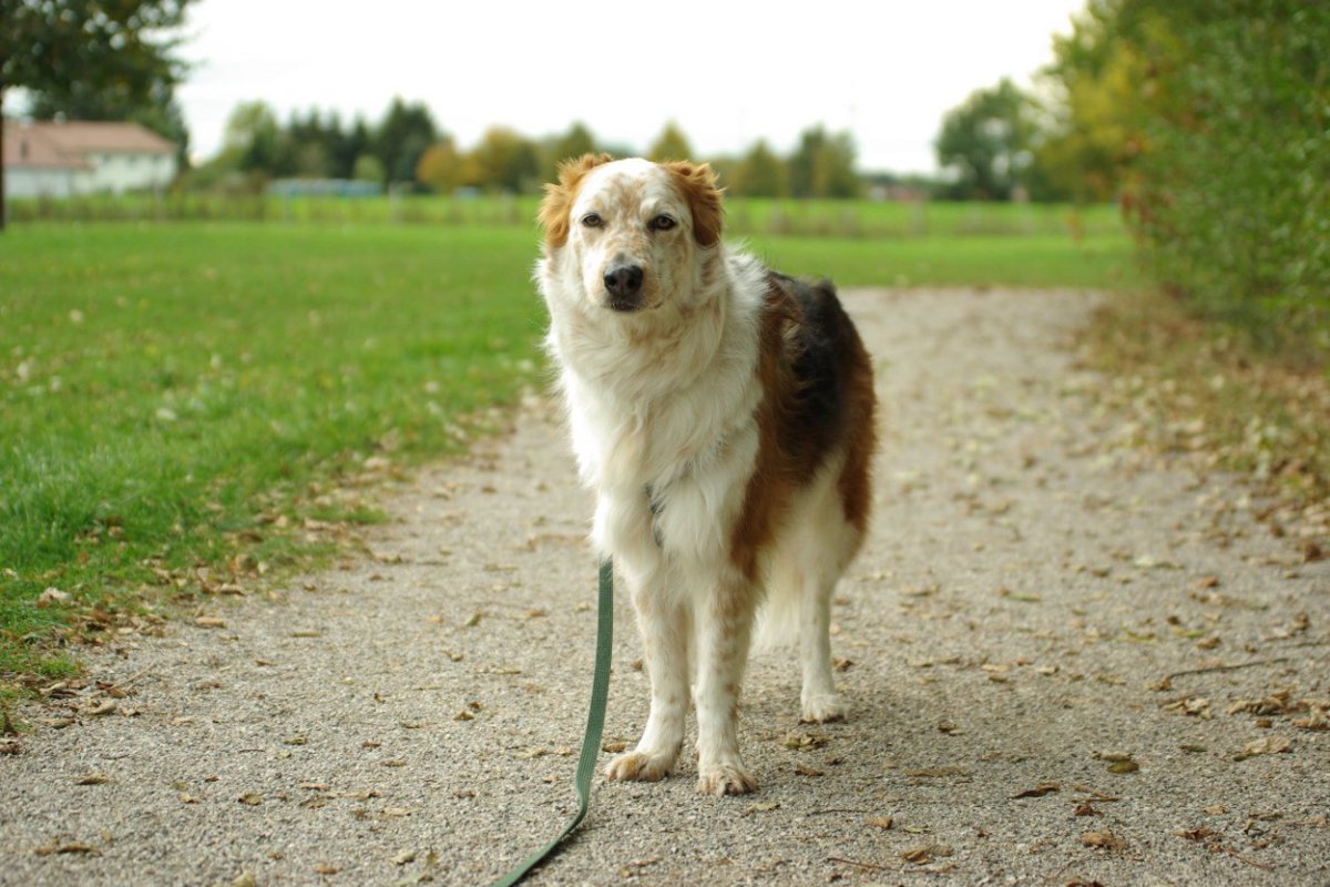 犬が散歩中に立ち止まるのはなぜ？５つの理由や心理、飼い主ができることとは