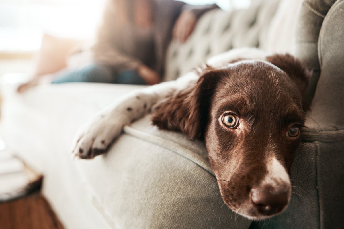 犬が飼い主に不信感を抱いてしまうNG行為5つ！信用されなくなってしまうダメ行動とは？