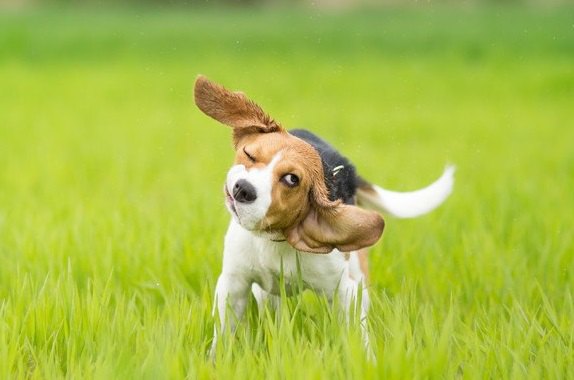 犬が触られた後に身体を震わせる心理４選！もしかして嫌がってる？撫でないほうがいいの？