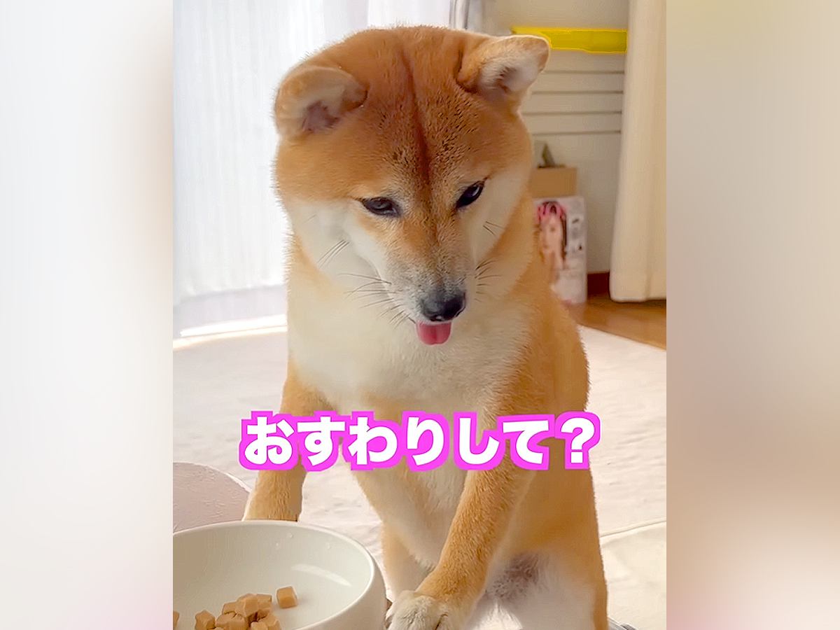 ご飯の前に『おすわり』と指示をしたら、犬が…衝撃的な『まさかのお返事』が人間すぎると282万再生「予想外な声で草」「気合い入ってるｗ」