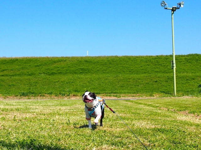 犬の呼び戻しトレーニング！もしもの時のためのしつけ