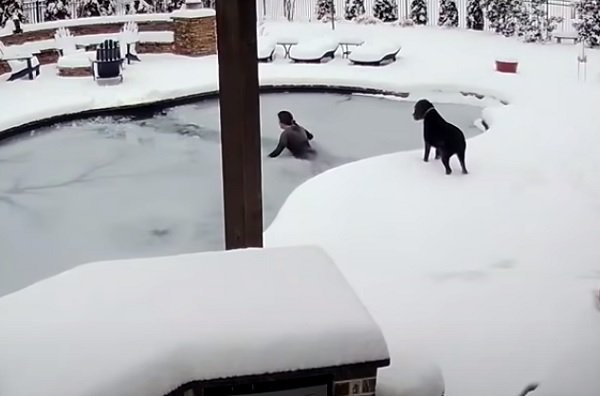 目を離さないで！真冬のプールに落ちた犬が見つからない！！