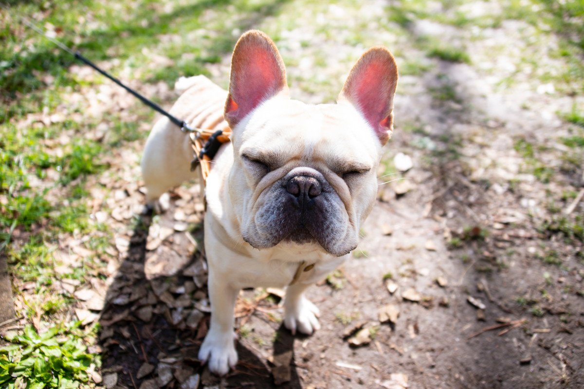 鼻がぺったんこの犬が注意すべき病気５つ　鼻ぺちゃが原因になる？知っておくべき予防法まで