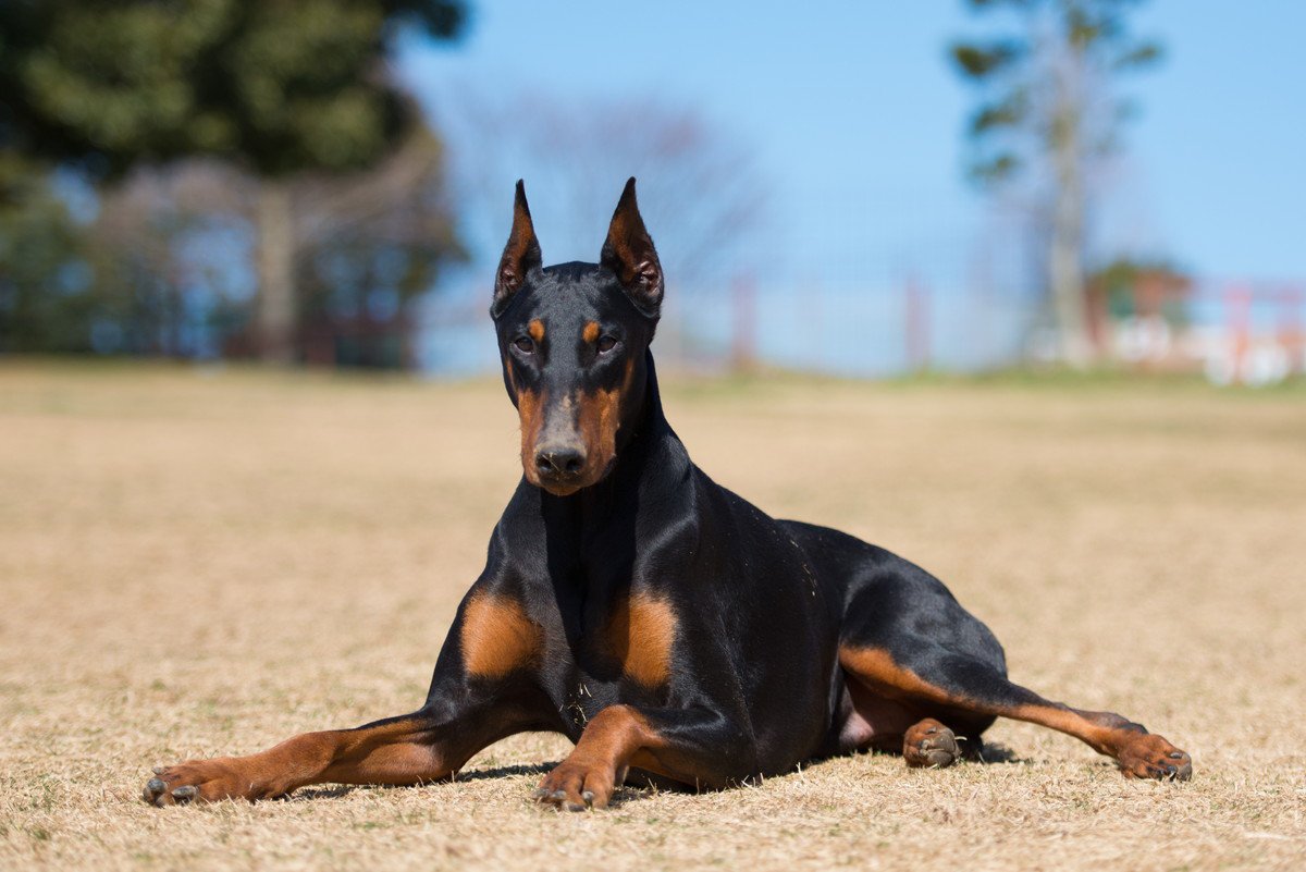 『カッコいいと言われている』犬種5選　イケメンなわんこの性格や飼い方のポイントまで