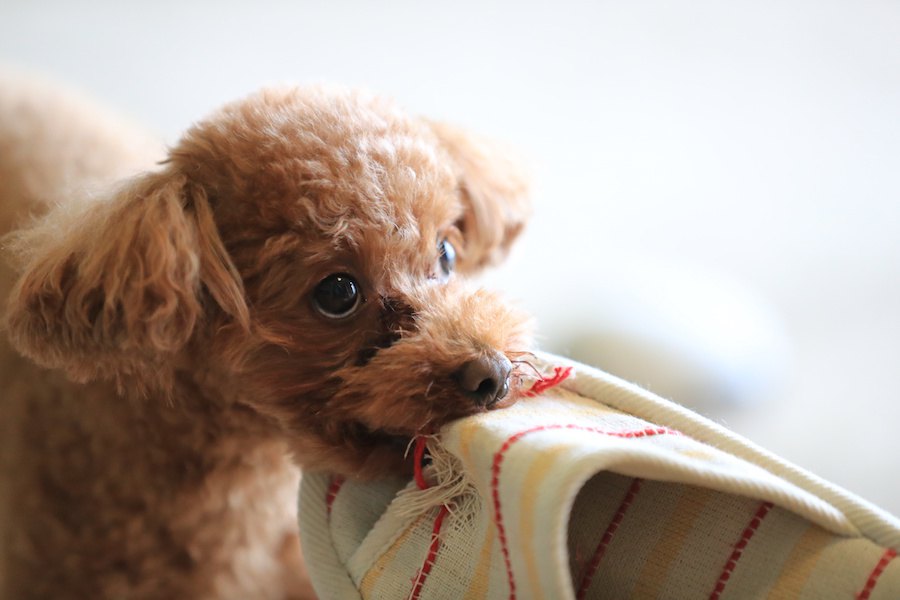 落ち着いて！犬が言うことを聞かないときの対処法２つ