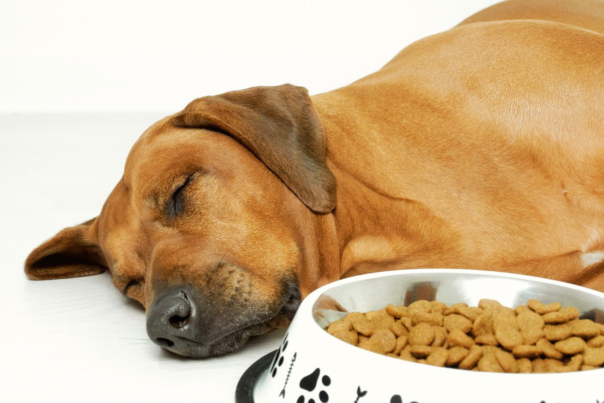 愛犬が『ご飯を残す』３つの心理　食べてもらうためにできる対策や主な原因とは