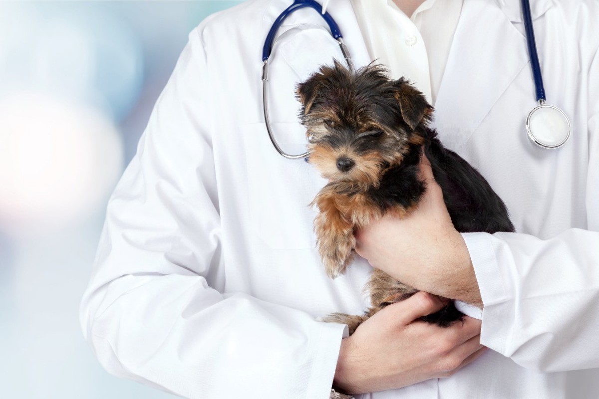 小型犬によくある病気3選！予防するための対策は？