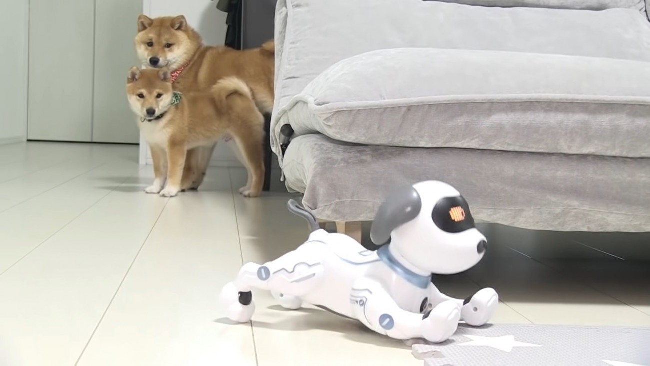 『やべぇ奴来たんじゃね？』犬型ロボットの到来に慌てふためく豆柴兄弟が可愛すぎる「面白可愛い」「腹抱えて笑った」