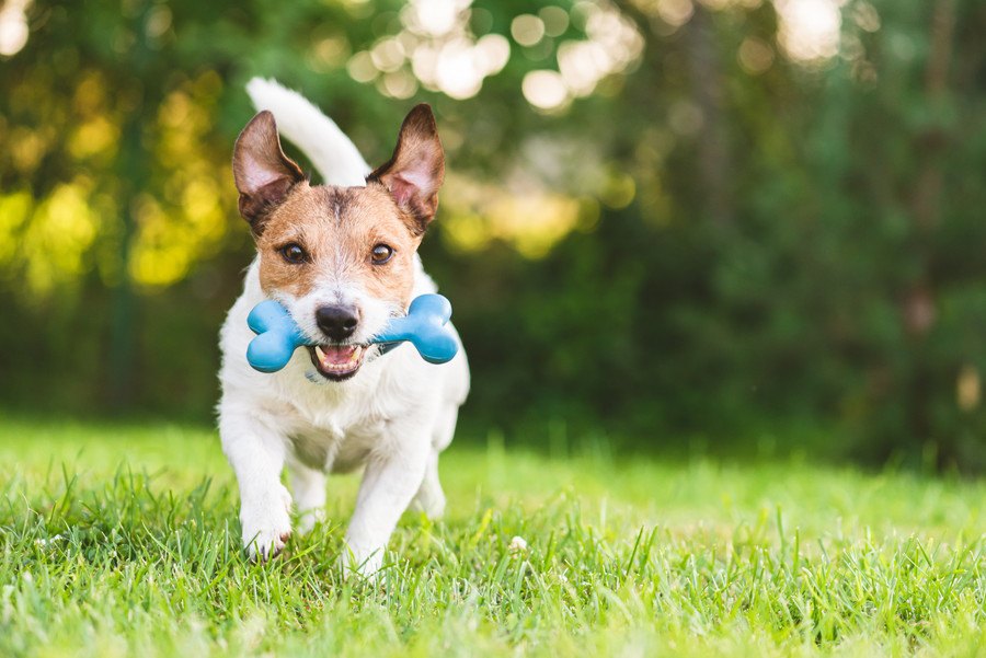 犬が好きになる『おもちゃの特徴』４選！なぜおもちゃにも好き嫌いがあるの？