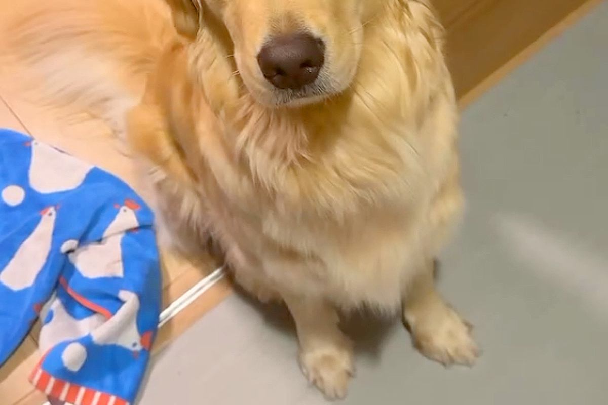 大型犬が気に入っている『チキンのおもちゃ』を丸洗いした結果→『なんでひどいことするの…？』切実すぎる表情が41万再生「目で訴えてるｗ」