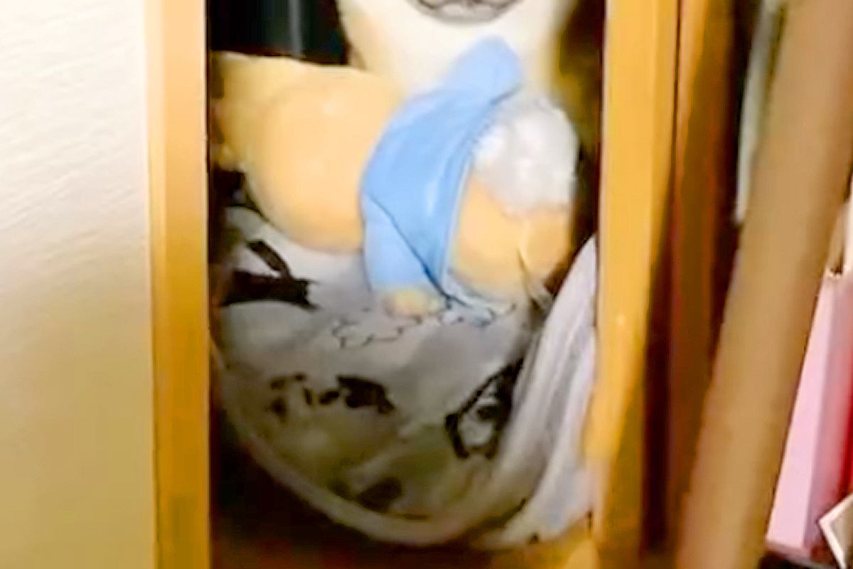 夜中の雷にビビりまくる犬→なぜか押し入れに『ぬいぐるみ』を持って行って…思わず抱きしめたくなる表情が68万再生「哀愁ｗ」「遠い目してて草」