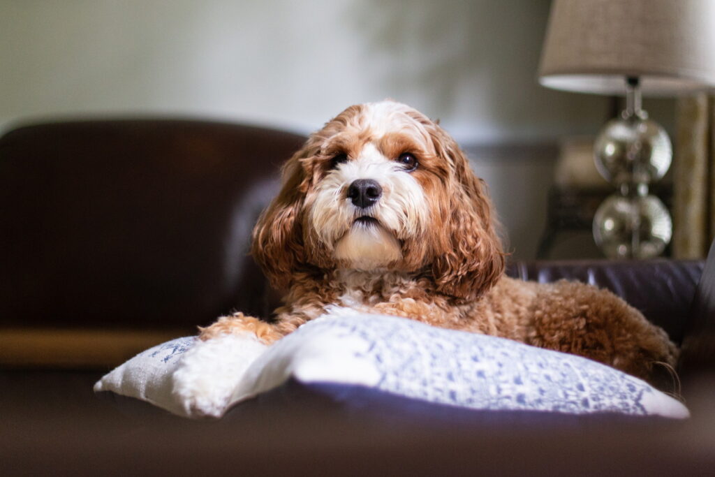 キャバプー｜ミックス犬の特徴と性格、飼い方や価格相場まで解説