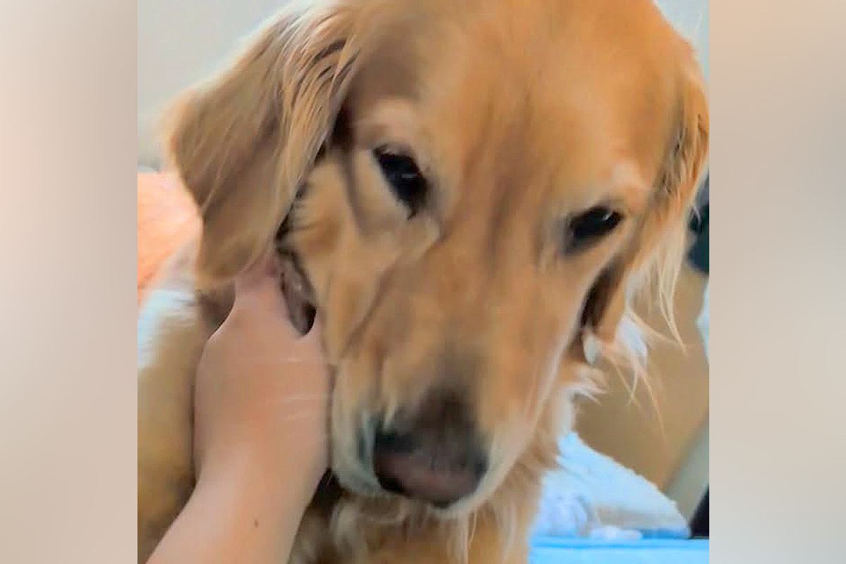 女の子の手を舐めたい大型犬→拒否した結果、文句を言って…まさかの怒り方が242万再生「人間入ってるｗｗ」「明らかに怒ってて草」と爆笑続々