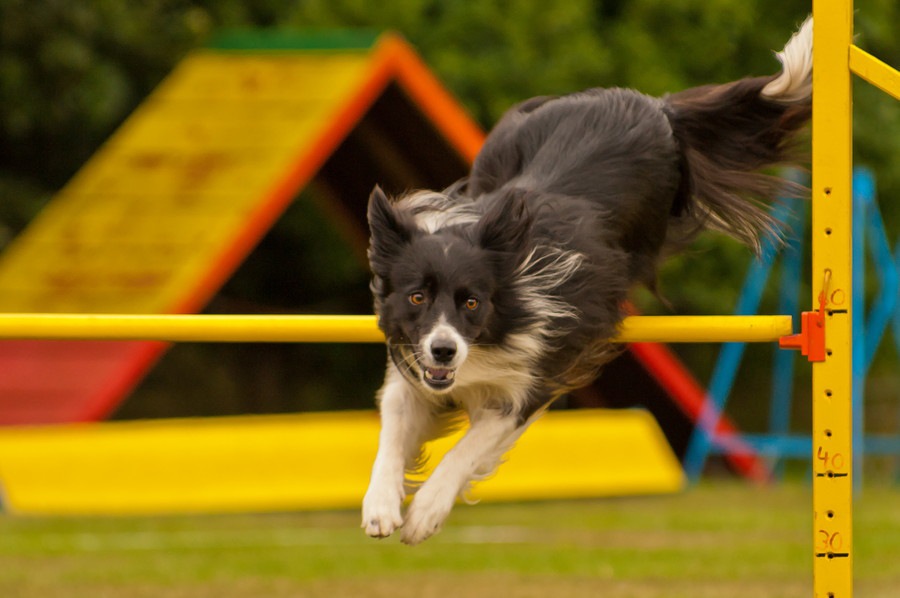 運動神経が良い犬と悪い犬の違い３つ