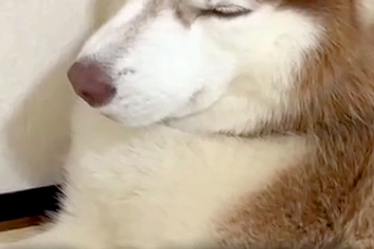 朝、なぜかグッタリしていた大型犬→『具合が悪いのかな』と、後ろを見てみたら…『衝撃的な光景』が59万再生「達成感あって草」「職人の顔ｗ」 