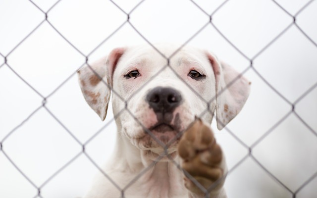 香りが保護施設の犬の行動を改善したという研究結果！