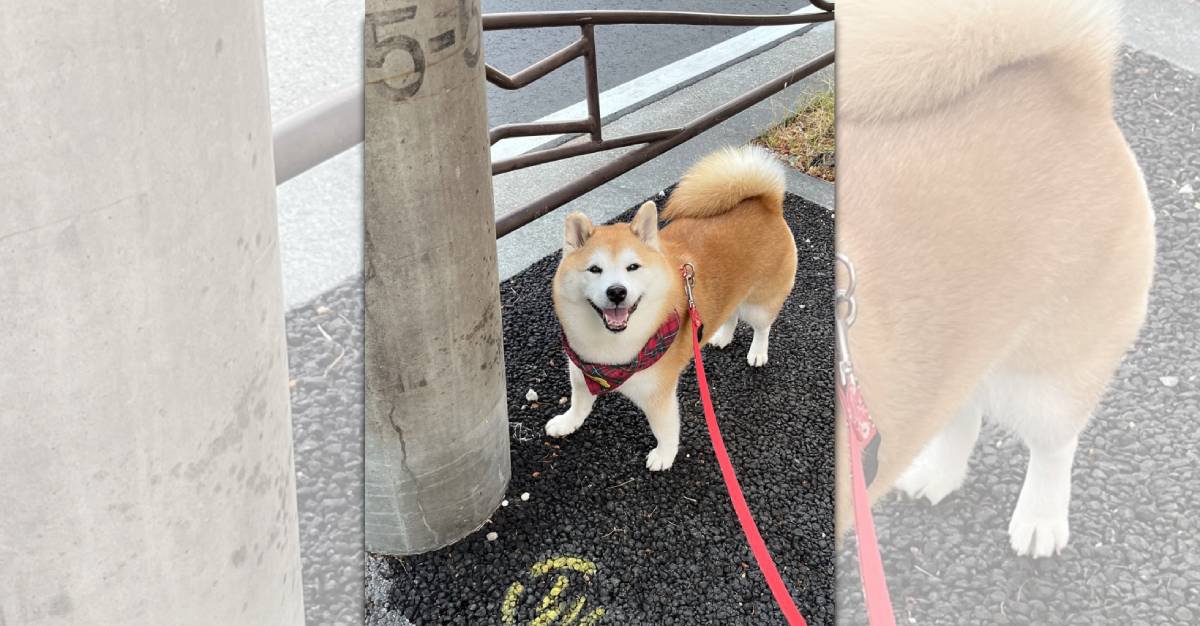 吠えられた時も大人の対応！いつも笑顔を絶やさない柴犬さんが話題♪