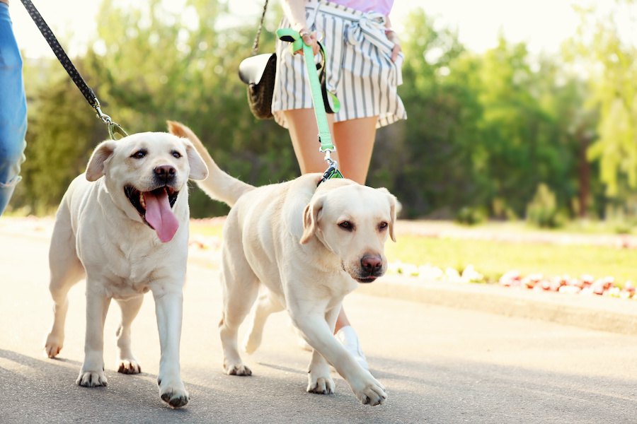 犬が散歩中に地面にある物を食べちゃう時のしつけ方