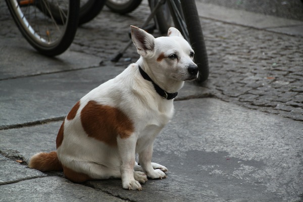 犬の『お尻歩き』を見逃さないで！考えられる病気と対策法