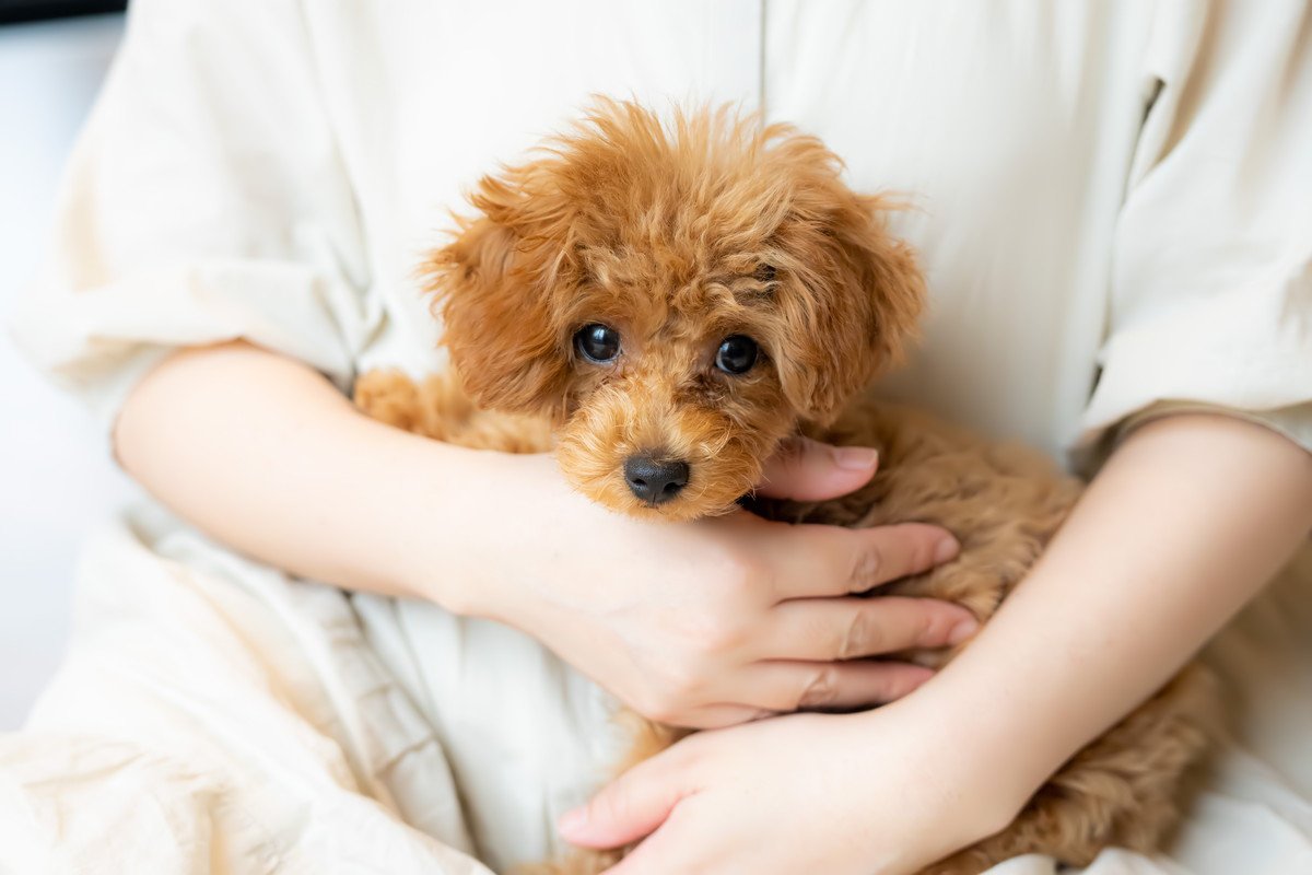 小型犬の飼い主が共感する『あるある』4選　愛犬がやりがちな行動や飼い方の注意点とは？