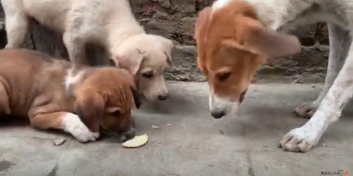 怯える野良犬家族と仲良くなりたい！ネパールの野良犬支援♡