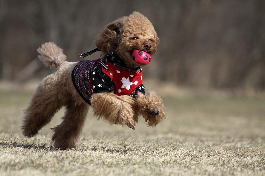 犬が音の鳴るおもちゃを好む理由