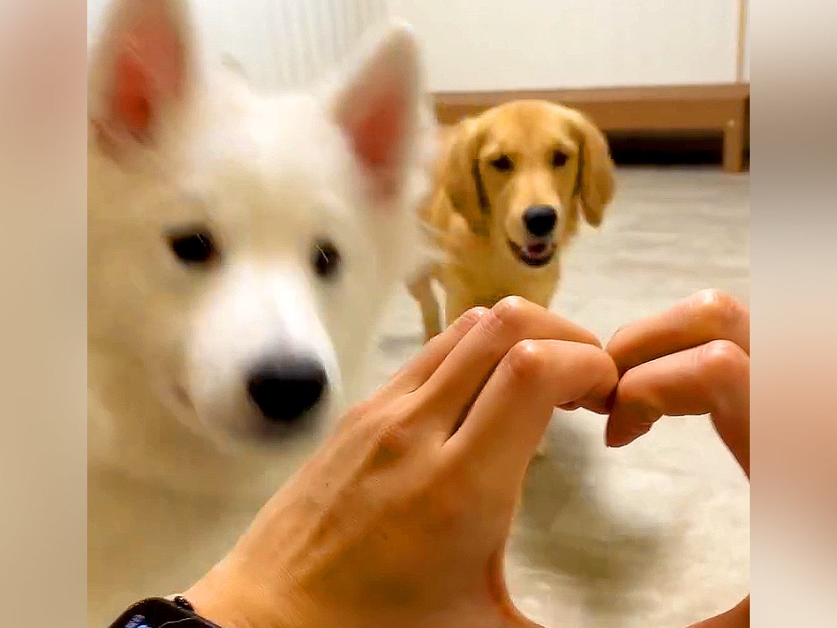 犬に芸を教えていたら、別の犬が乱入してきて…想像と違う『コントのような結末』が17万再生「ぎゅむってなる顔可愛すぎｗ」「どちらも最高」