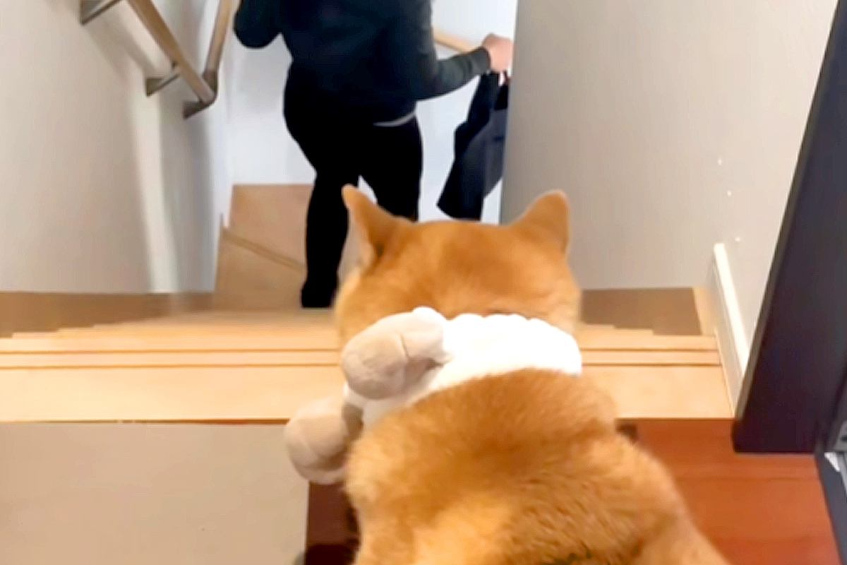 妻に頼まれ『お見送り後の犬の様子』を撮影した結果→『寂しがっている』と思ったら…辛辣な光景が33万再生「極めて冷淡ｗ」「見事な処世術」
