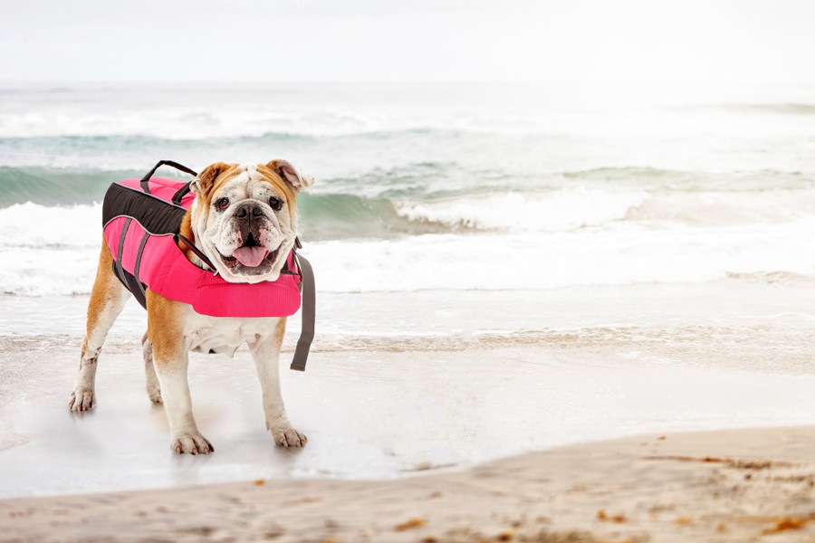 愛犬と一緒に海水浴を楽しみたいのなら戦に行くような気持ちで？