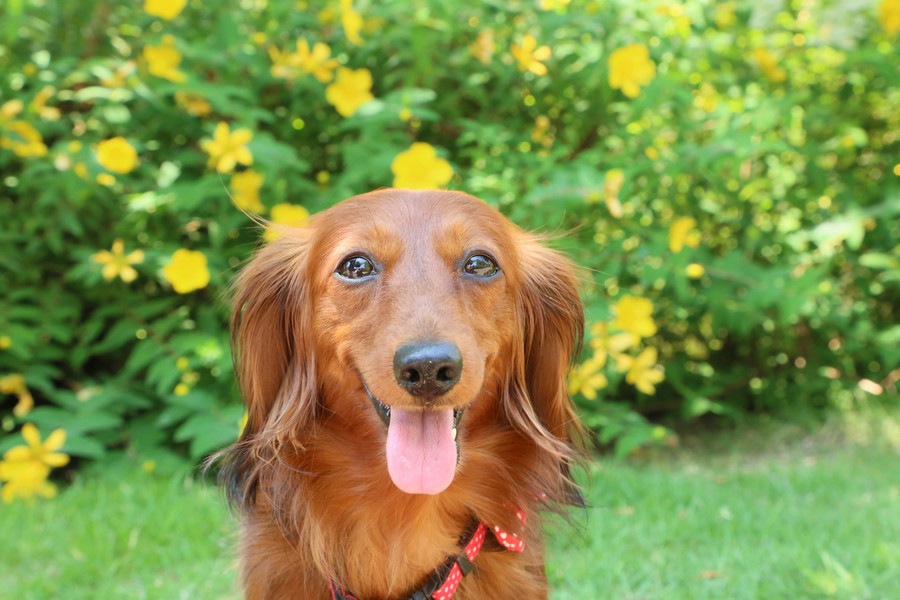 勘違いしやすい5つの犬の仕草