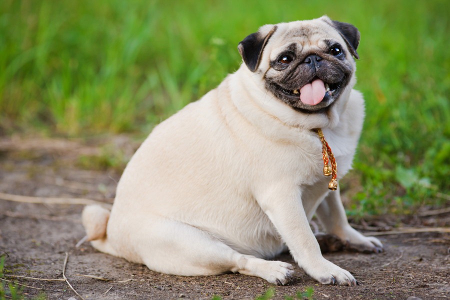 愛犬を太らせてしまう5つの生活習慣