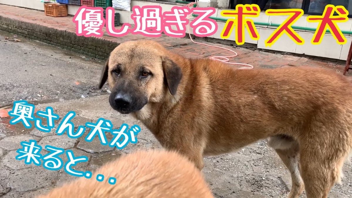 優しすぎるよ旦那…！奥さん愛が強すぎる野良犬パパにほっこり♡