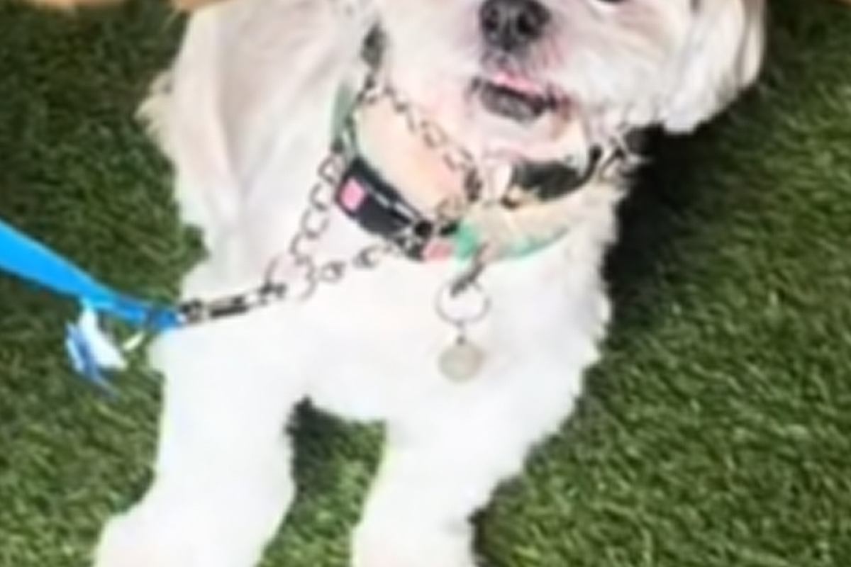 3頭の大型犬に囲まれた小型犬→想像以上にビビって…まるでアニメのような『表情』が24万再生「目が物語ってるｗ」「可愛すぎて笑っちゃった」