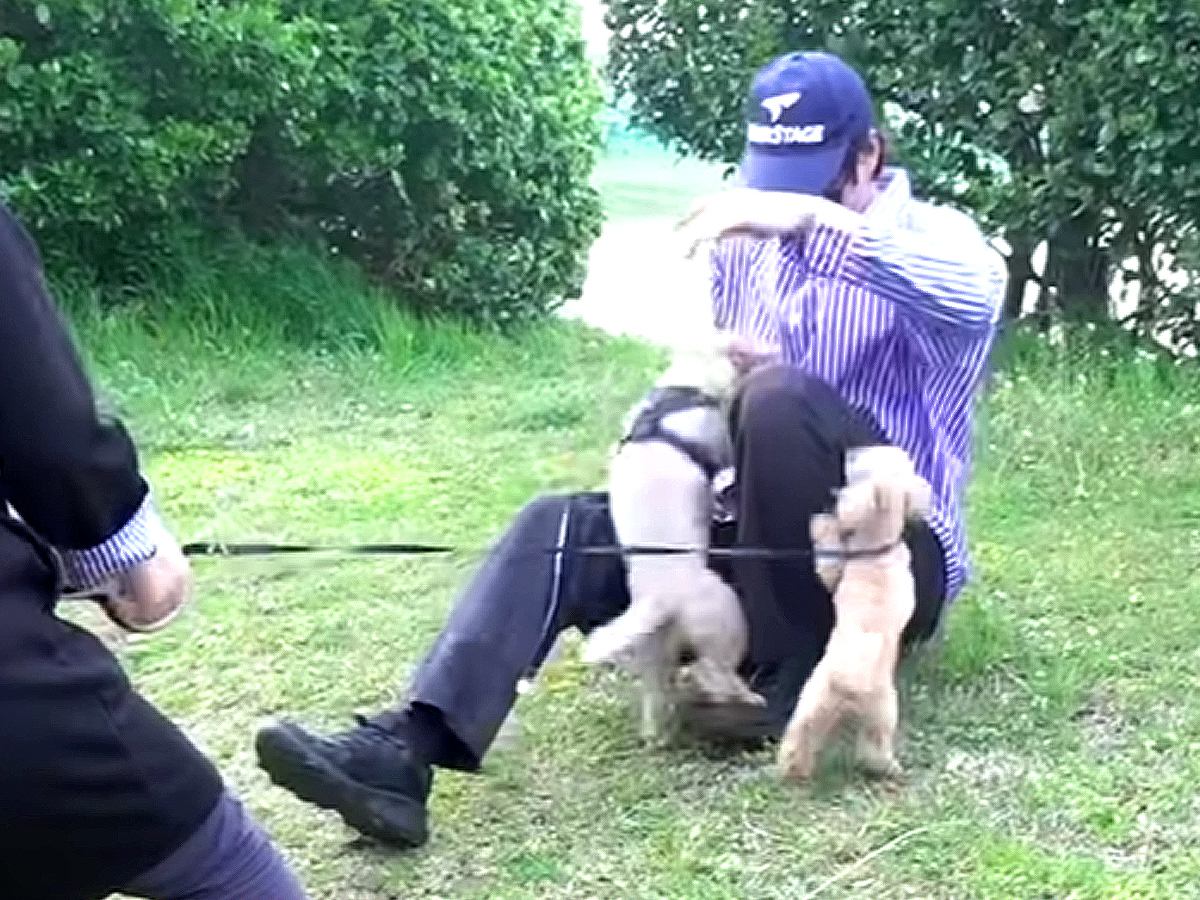 散歩中に『居るはずのない飼い主』と遭遇したら、犬たちが…想像以上に『愛が爆発してしまう光景』が35万再生「尊すぎる」「絆に感動」と絶賛