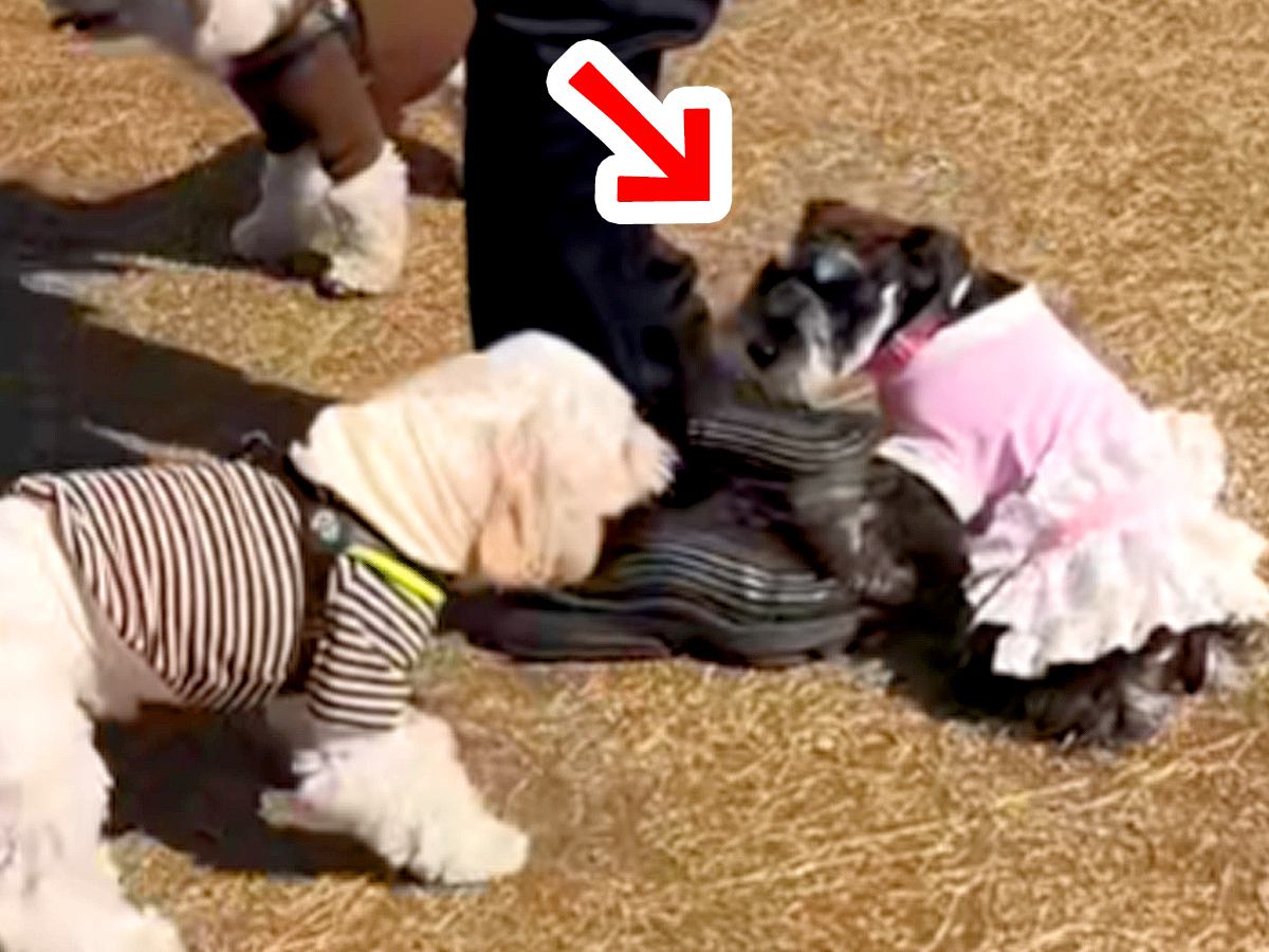 『ほかの犬のパパ』に甘えまくった犬→ブチギレられた結果…あまりにも速い『降参の瞬間』が53万再生「秒すぎて草」「笑っちゃうｗ」と爆笑