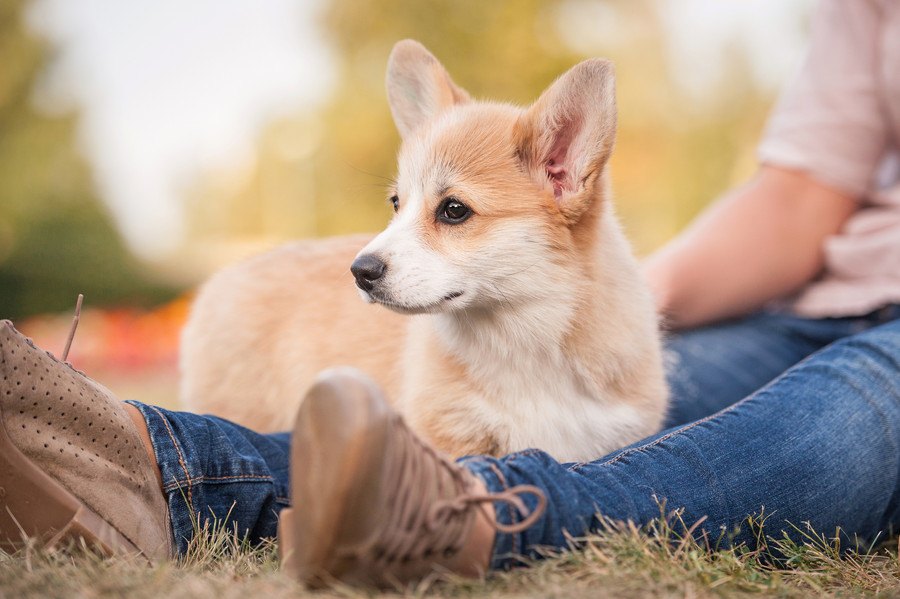 犬が飼い主にわざとぶつかってくる心理３つ