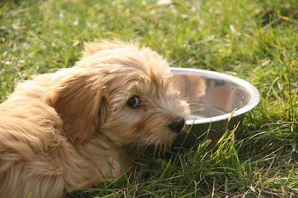 犬が水を飲まない時　考えられる原因と対策