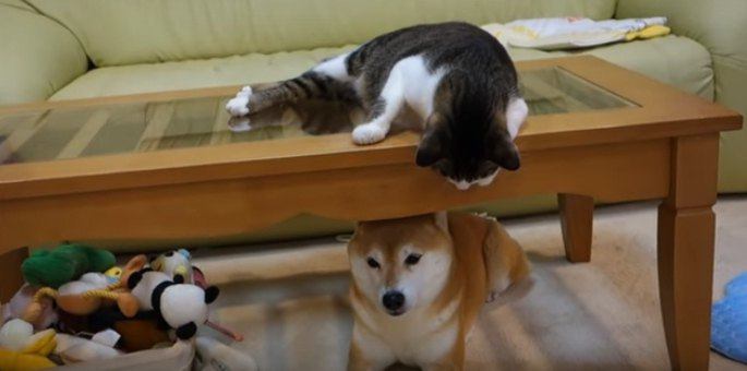 雷がこわいのよ！降り注ぐ猫パンチを無で受け止める柴犬ちゃん