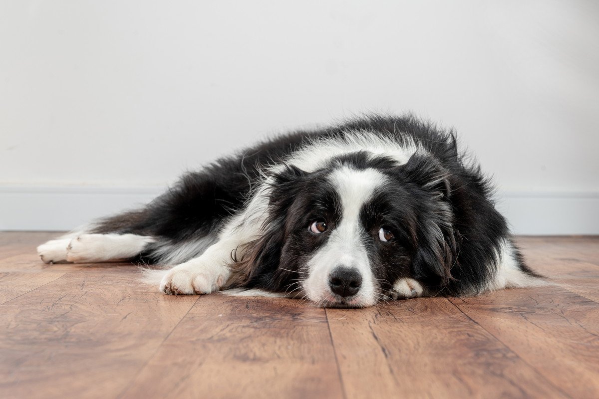 犬が『楽しくない』と思っているときにみせるサイン5選　退屈な時間が長く続くと愛犬にどんな影響をもたらすの？