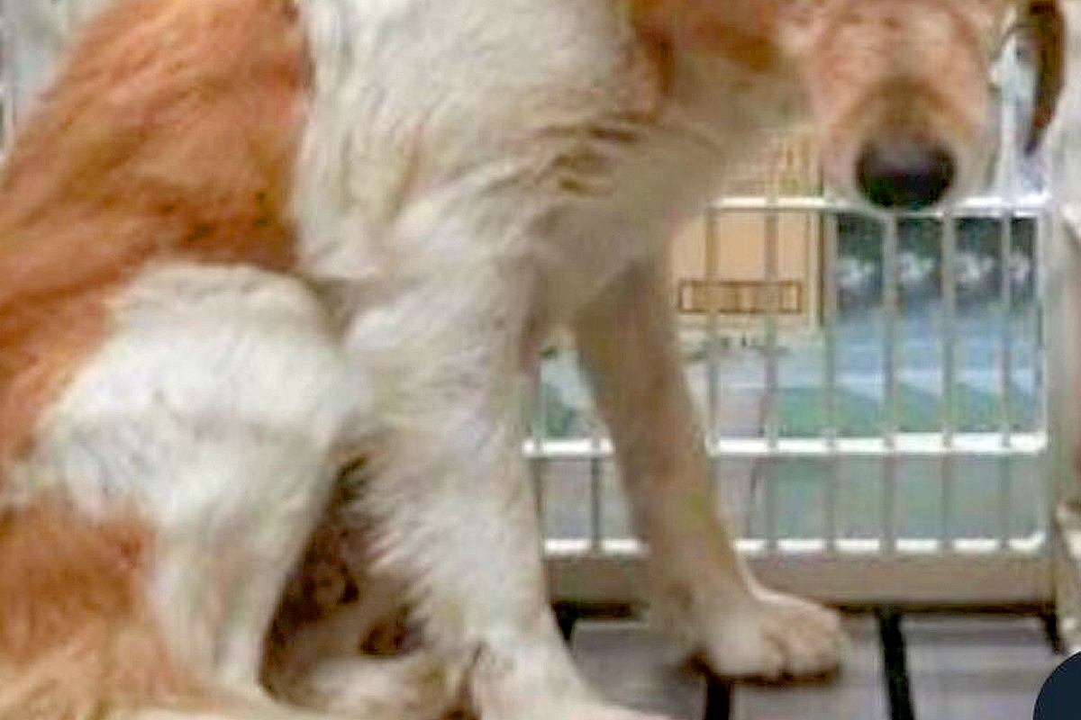 偶然『処分確定の保護犬』を発見→頭から離れず、往復1500kmを…『感動的な物語』と『2年後の表情』に反響「別犬みたい」「幸せそう」