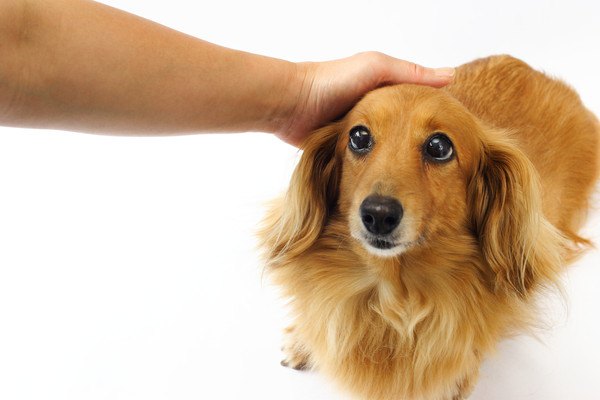 知っておきたい犬の状態！危険なサインとは？