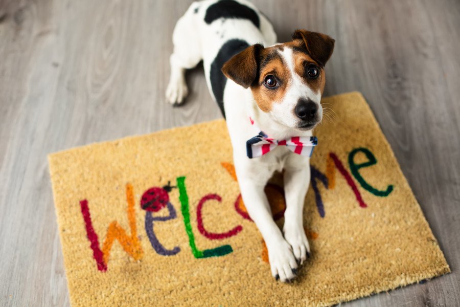 初めて犬を飼った人あるある６選