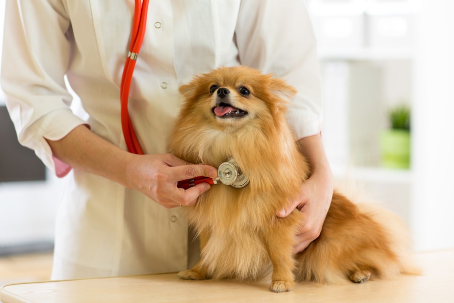 犬の呼吸が苦しそう！その原因と対処法