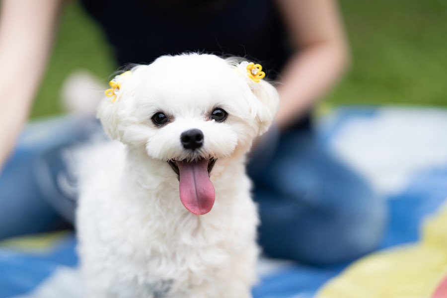 小型犬を飼う時に絶対してはいけないNG行為３選