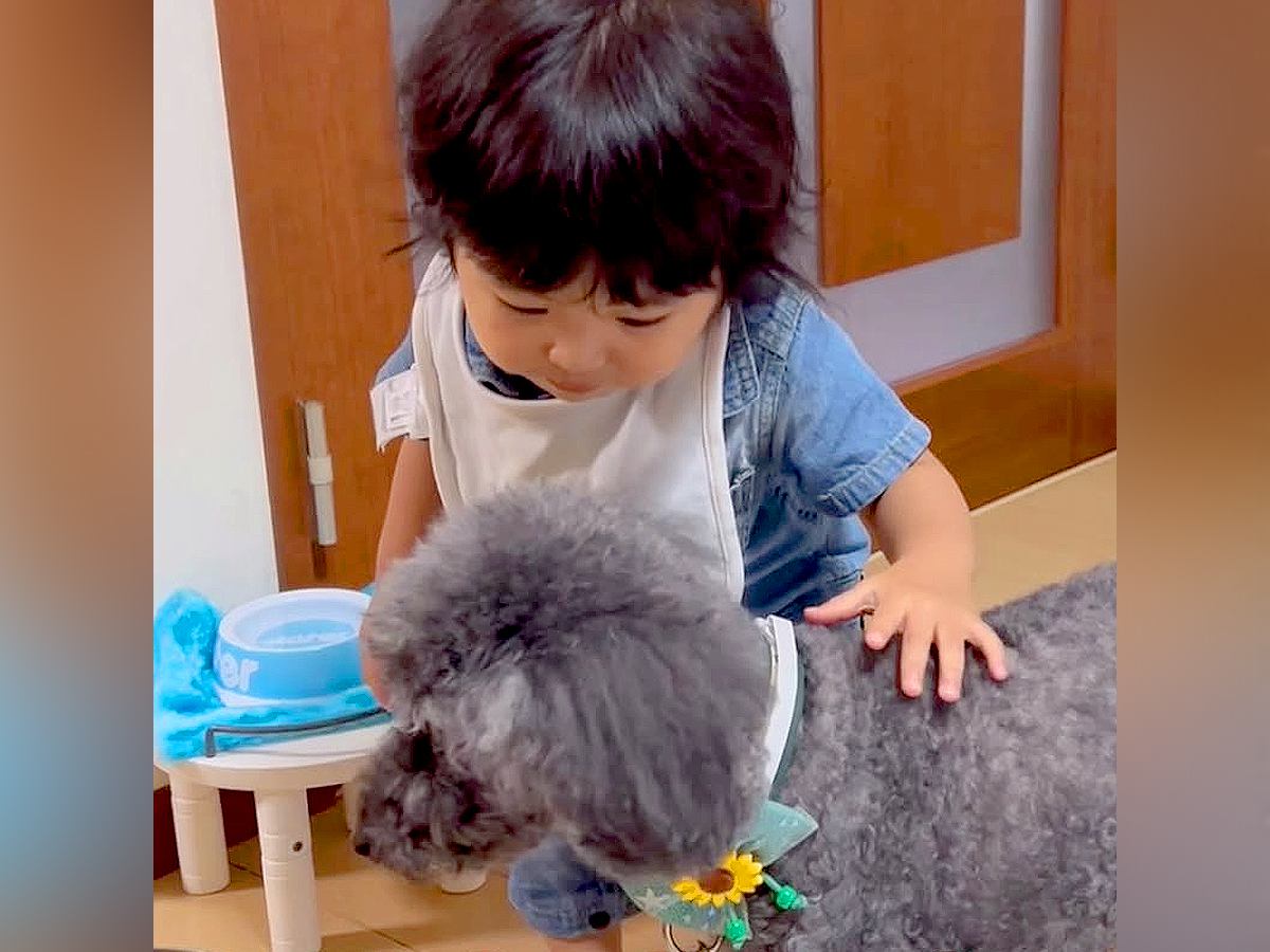 帰省中、実家の犬と会った1歳の男の子→仲良くできないと思っていたら…翌日に見せた『尊すぎる行動』が話題「2ショット眼福」の声