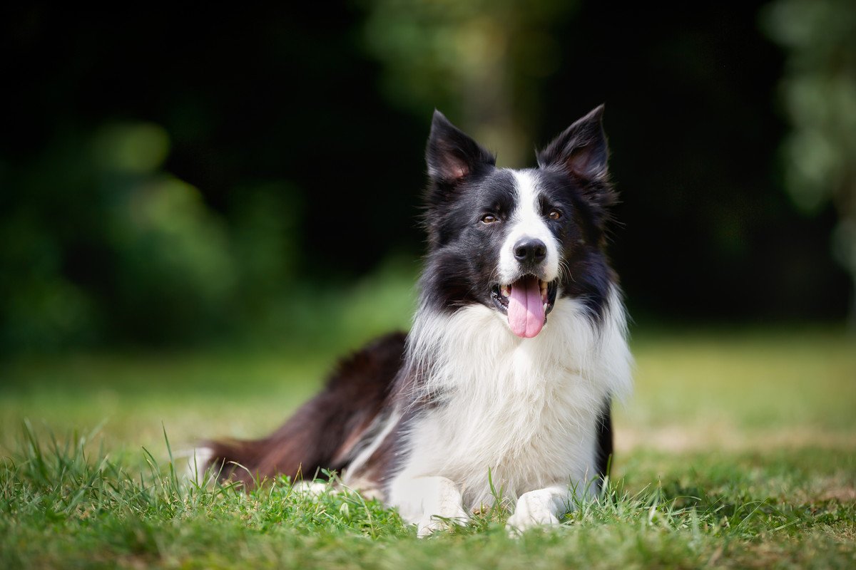 犬が『お利口すぎる』場合の悩み事4つ　従順な犬が思う本音や育て方のコツまで