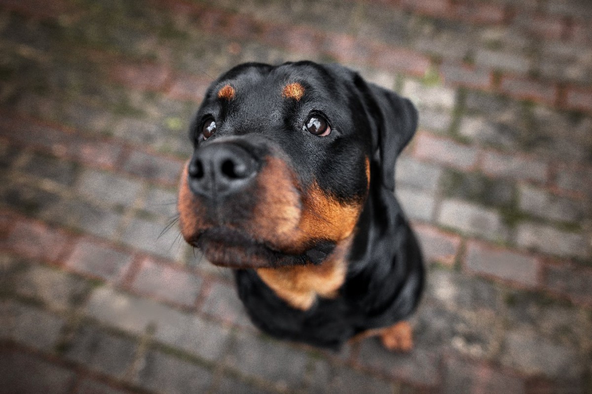 犬が『ん～』と鳴く時の気持ちって？3つの心理と接し方