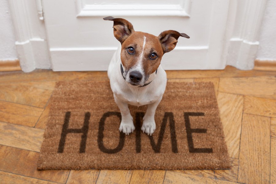 犬を飼っている家に人を招待するときに必要な配慮とは？